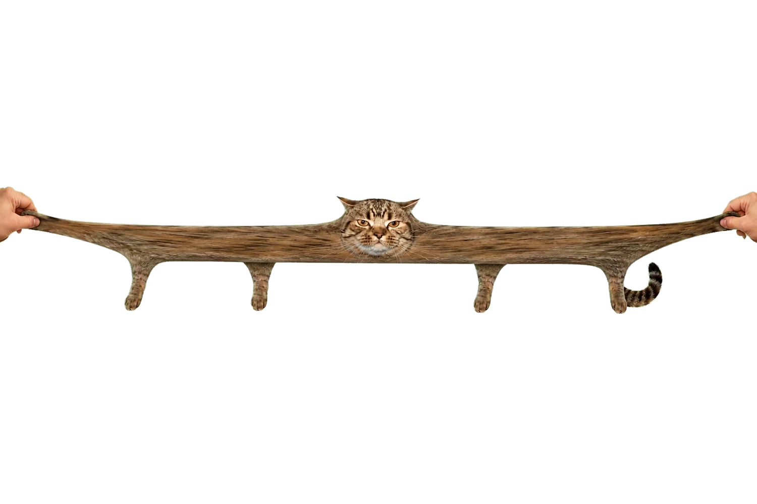 Stretch Cat at full extension