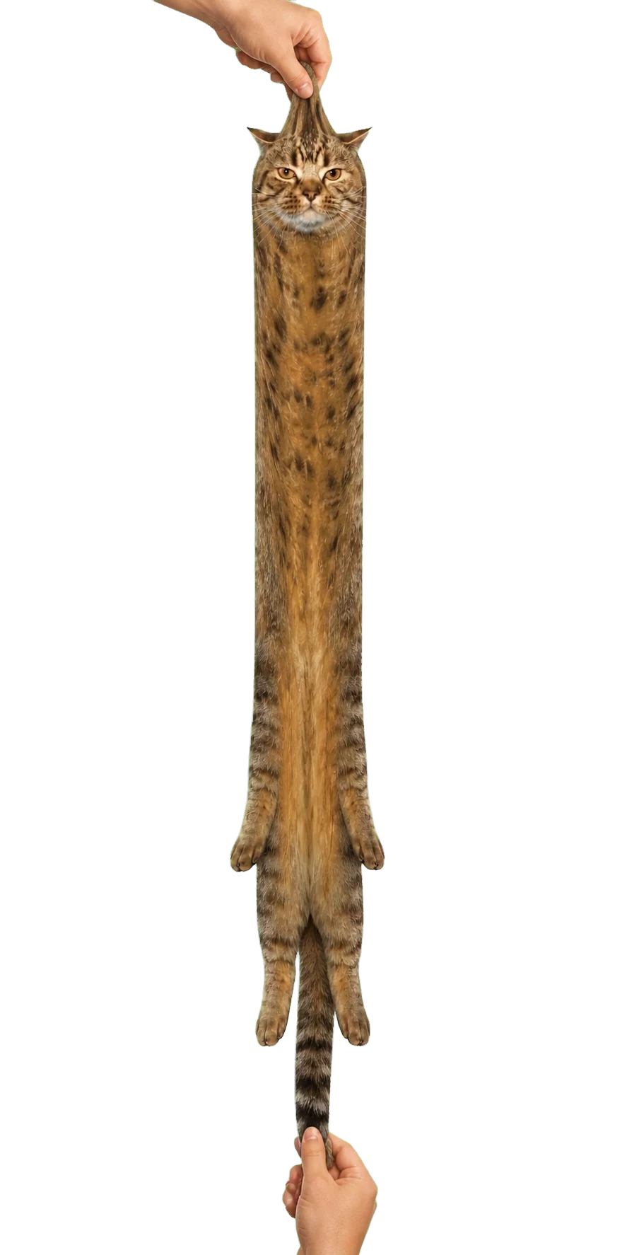 Stretch Cat pulled tall